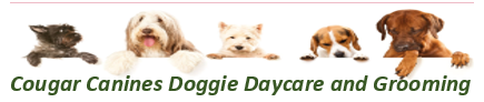 Cougar Canines Doggy Daycare and Grooming